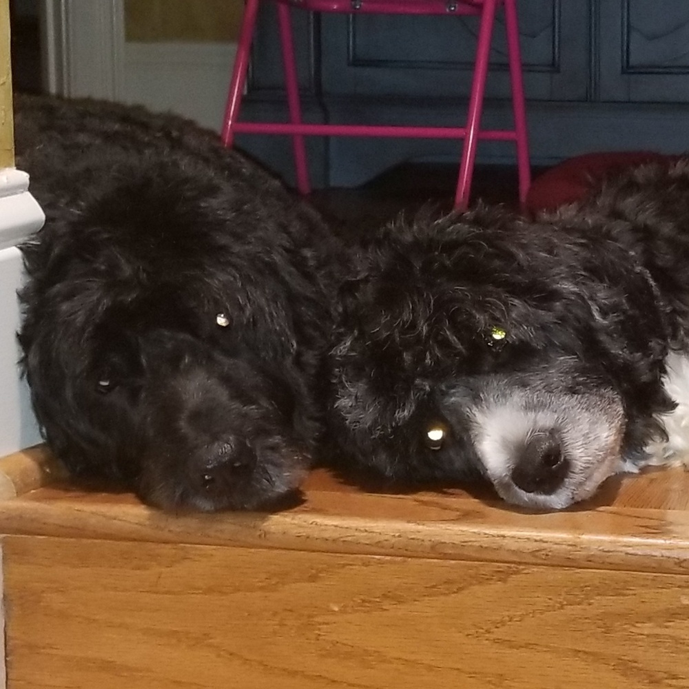 Meet your Posher, Alicia